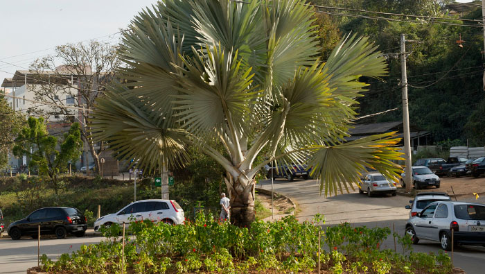 A palmeira azul foi uma das espécies doadas pelo Inhotim para a cidade. Foto: Rossana Magri