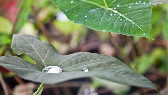 Variação na cor, na textura e no formato das folhas moldam cada espécie para que se adaptem em determinado ambiente. Foto: Rossana Magri