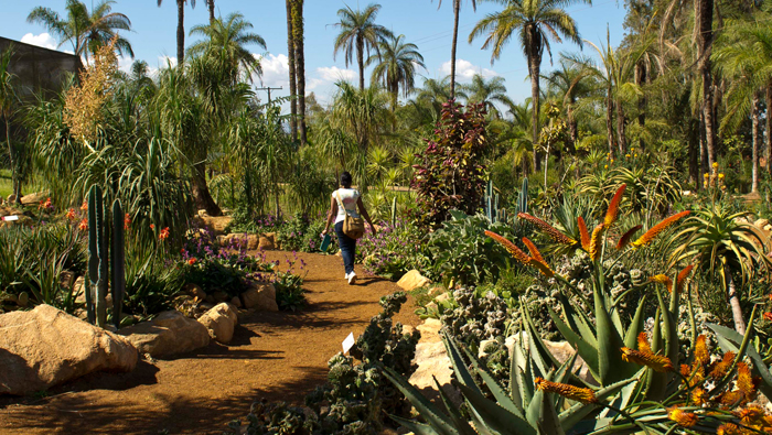 jardim-desertico