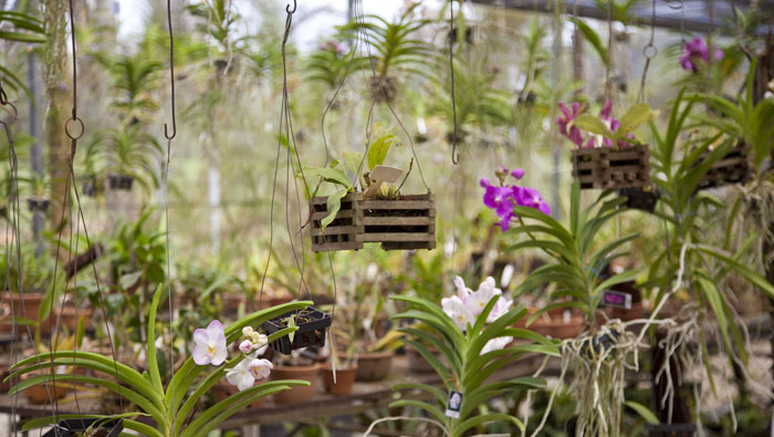 No epifitário, as plantas são remanejadas de acordo com a necessidade de cada uma delas. Foto: Rossana Magri. 